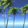 夏　海　ヤシの木