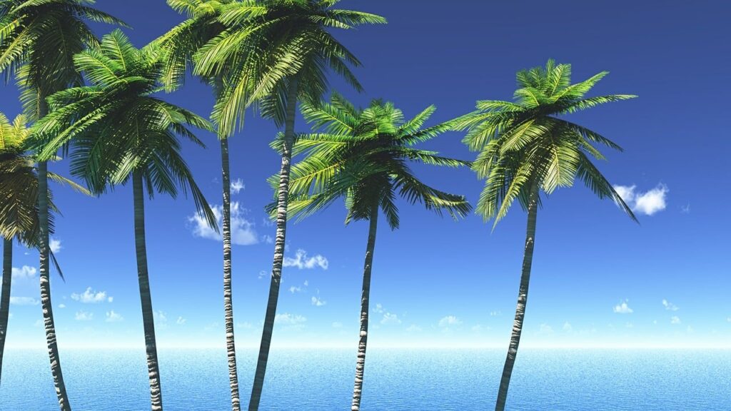 夏 海 ヤシの木
