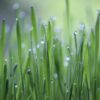 成長する草の画像