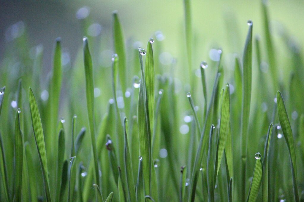 成長する草の画像