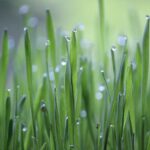 成長する草の画像